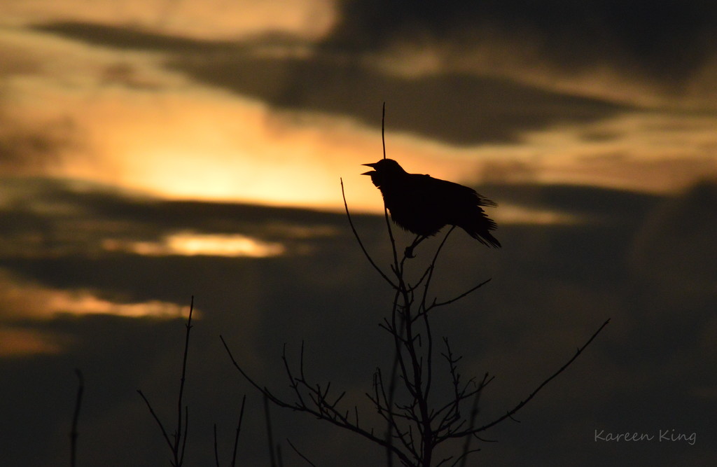 Singing Blackbird at Kansas Sunrise by kareenking