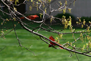29th Apr 2016 - Two cardinals in my pin oak tree