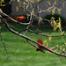 Two cardinals in my pin oak tree by mittens
