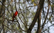 29th Apr 2016 - A cardinal in my pin oak tree