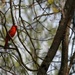 A cardinal in my pin oak tree by mittens