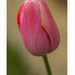 Pink tulip by ivan