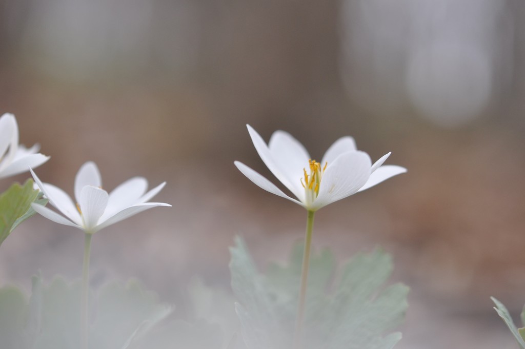 Bloodroot  by frantackaberry