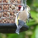 Goldfinch on Nut Feeder  by susiemc