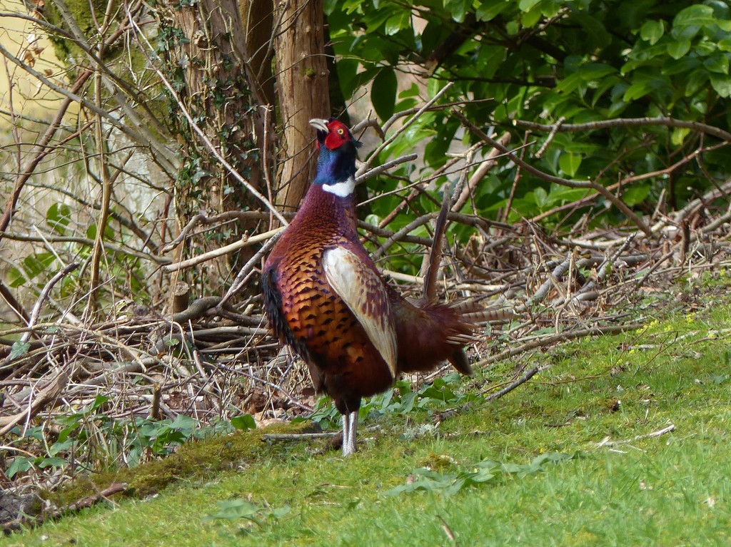 Our Resident Pheasant by susiemc