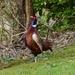 Our Resident Pheasant by susiemc