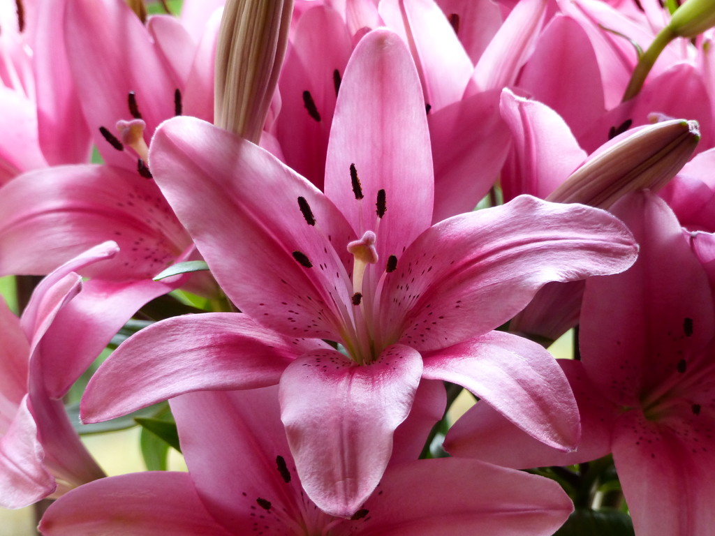 Pink Lilies by susiemc