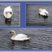 Swans on a cold canal. by grace55