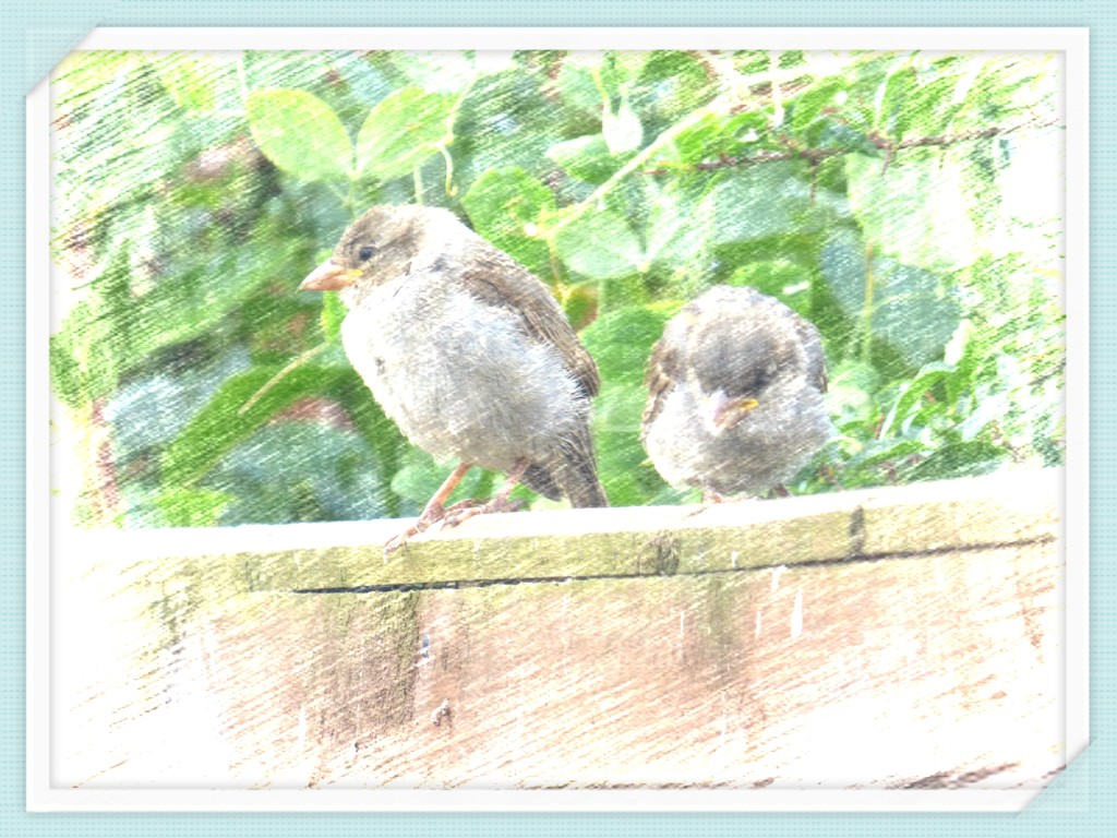 Two little dicky birds , sat upon the wall !!  by beryl