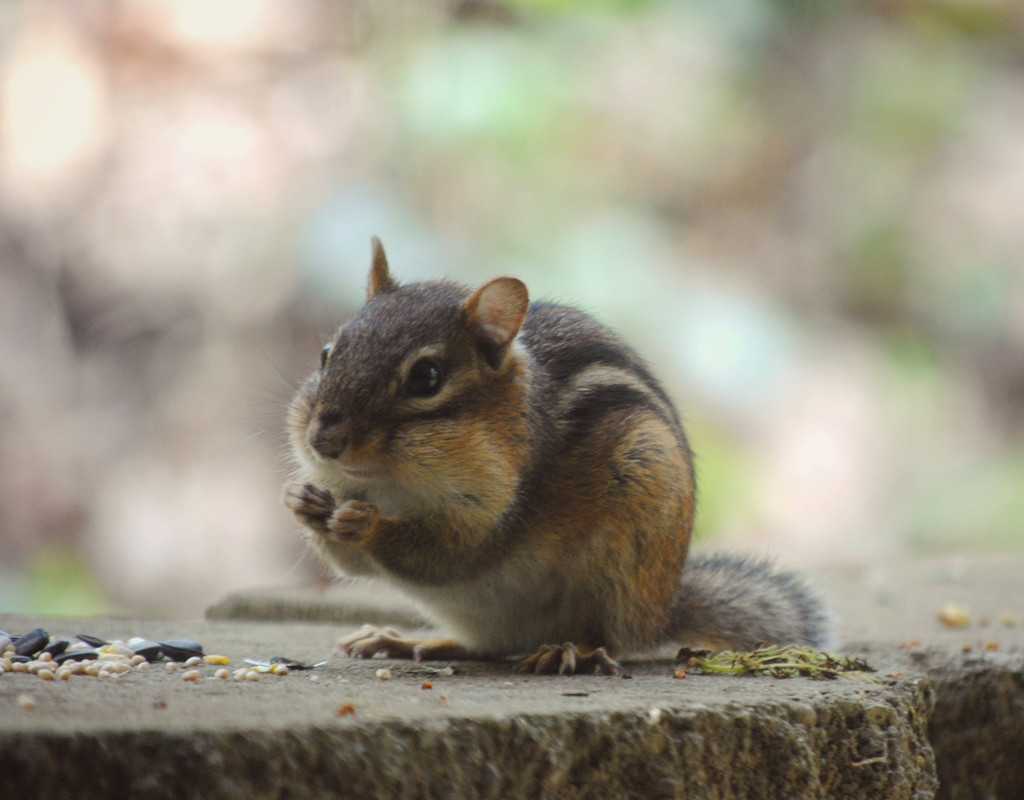 The Wicked Weekend Scheming Chipmunk by alophoto