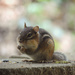 The Wicked Weekend Scheming Chipmunk by alophoto