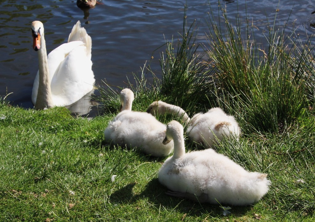Swans  6  family by oldjosh