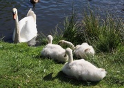 24th Apr 2016 - Swans  6  family