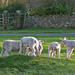 Lamb play ground by shirleybankfarm