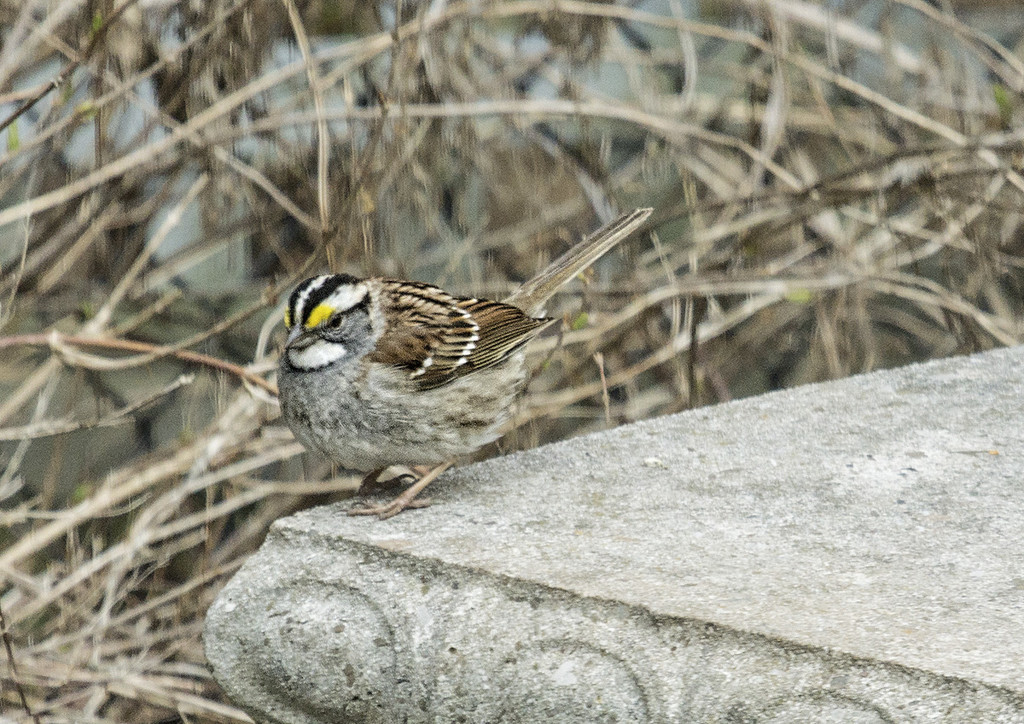 White Throated Sparrow  by gardencat