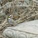 White Throated Sparrow  by gardencat