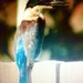 Kingfisher by Dawn
