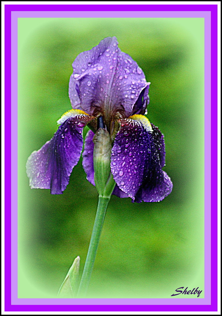 Purple Iris by vernabeth