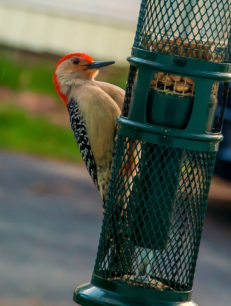 Red Bellied Woodpecker by joansmor