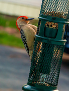 29th Apr 2016 - Red Bellied Woodpecker