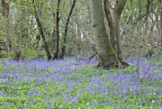 29th Apr 2016 - A Walk in the Bluebell Woods.