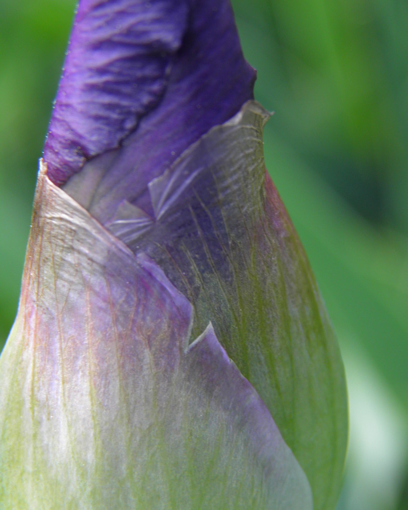 Iris Layers by daisymiller