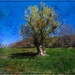 A Tree in the Field by olivetreeann