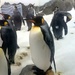 Penguins aplenty by dianeburns