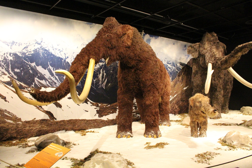 Woolly Mammoth (Mammuthus primigenius) by annelis