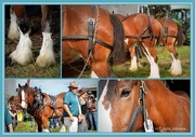 30th Apr 2016 - Clydesdale Auction...
