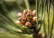 28th Apr 2016 - pine cones