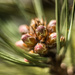 pine cones by aecasey