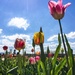 Tulips in the sun.  by cocobella
