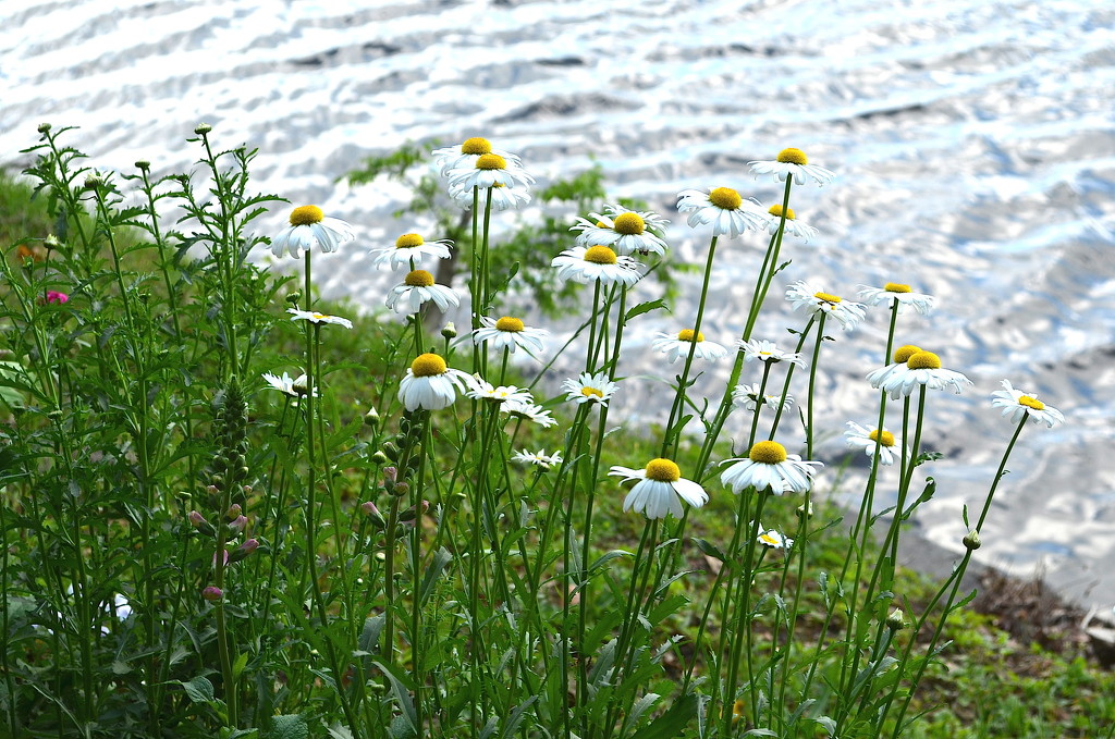 Flowers along the Ashley River at Magnolia Gardens, Charleston, SC by congaree