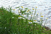 30th Apr 2016 - Flowers along the Ashley River at Magnolia Gardens, Charleston, SC