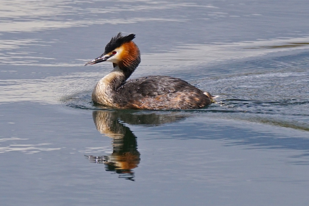 GREAT CRESTED GREBE by markp