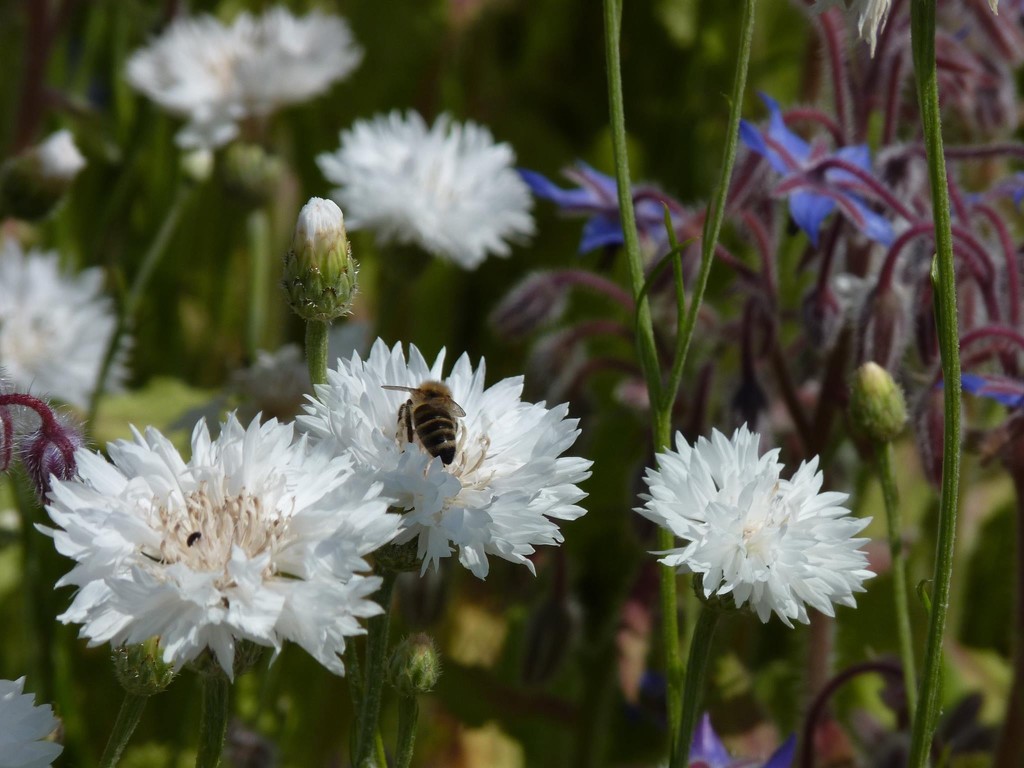 Bee on cornflower by lellie