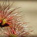Spiky Petals by seattlite