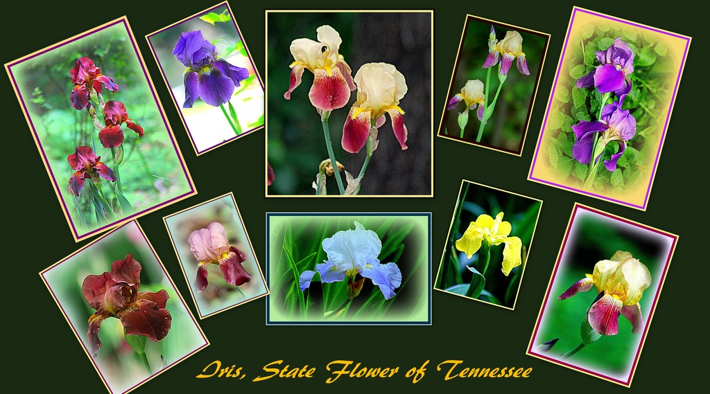 State Flower of Tennessee by vernabeth