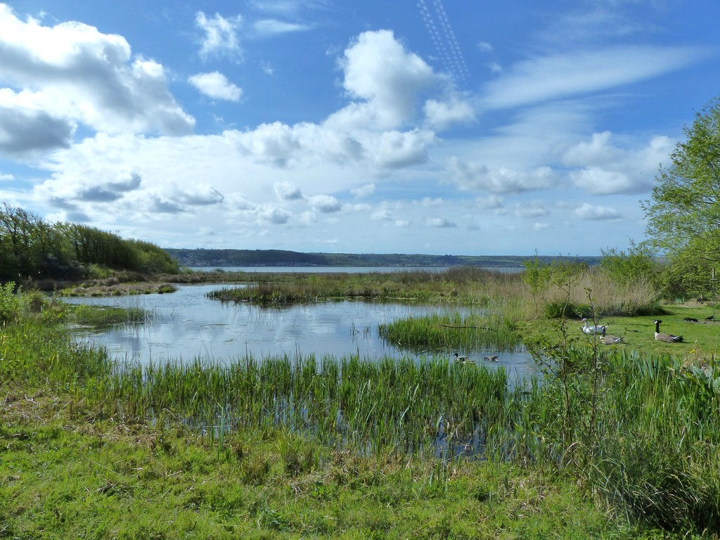  Wetlands Centre, Llanelli  by susiemc