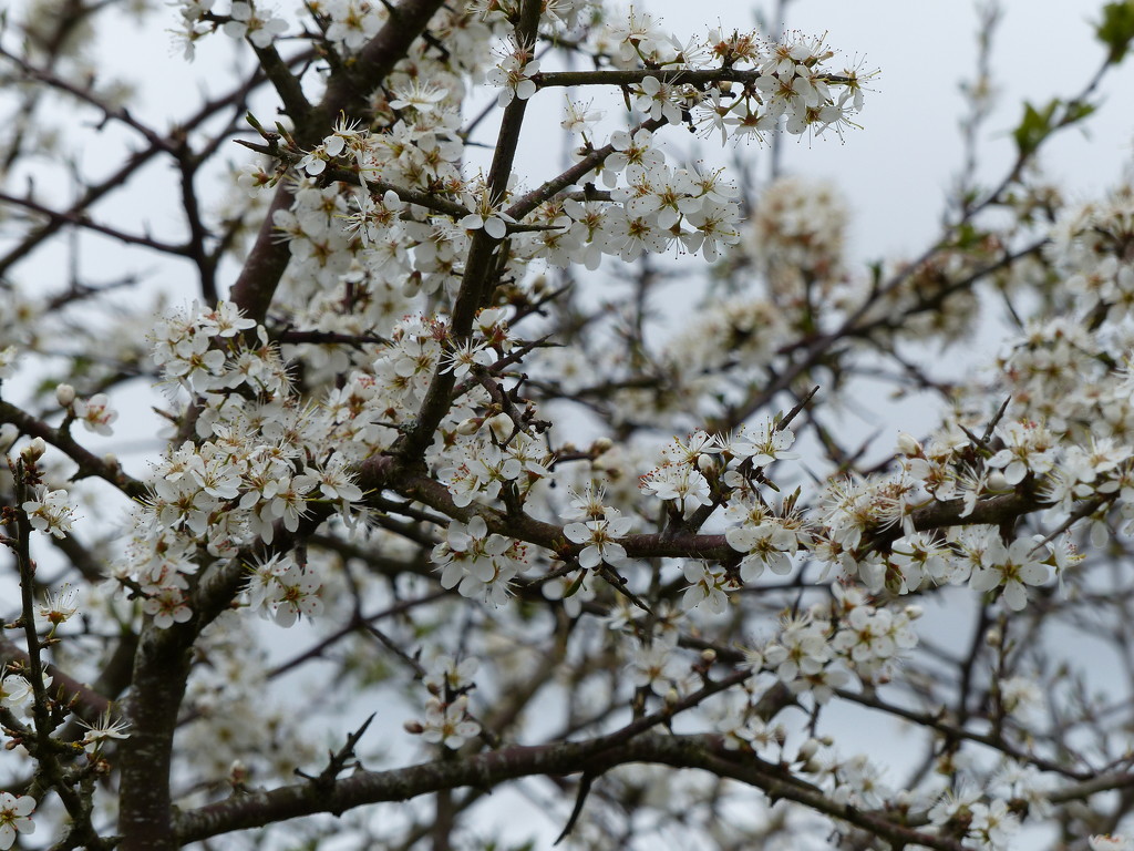 White Blossom - Blackthorn by susiemc