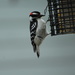 Woodpecker by randy23