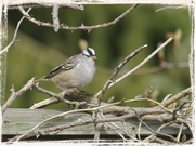 30th Apr 2016 - White Crowned Sparrow
