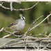 White Crowned Sparrow by gardencat