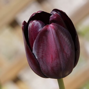 30th Apr 2016 - tulip in velvet