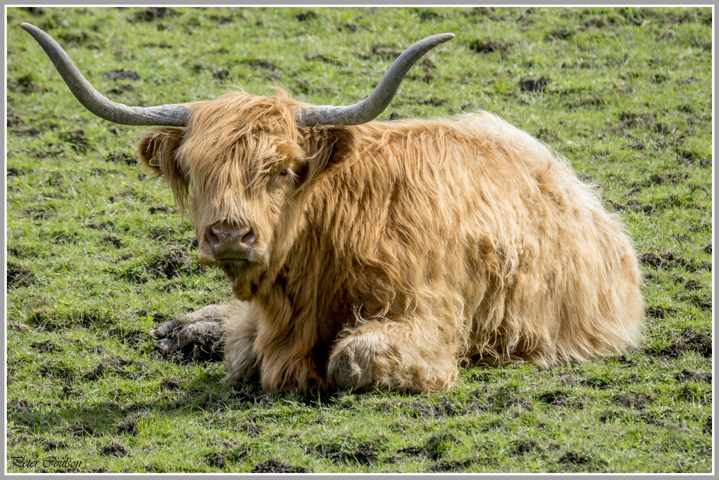 Highland Cow by pcoulson