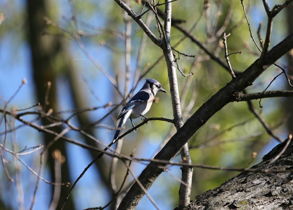 blue jay... by earthbeone