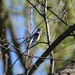 blue jay... by earthbeone