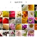 A month of flowers by m2016