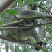 tangle by koalagardens